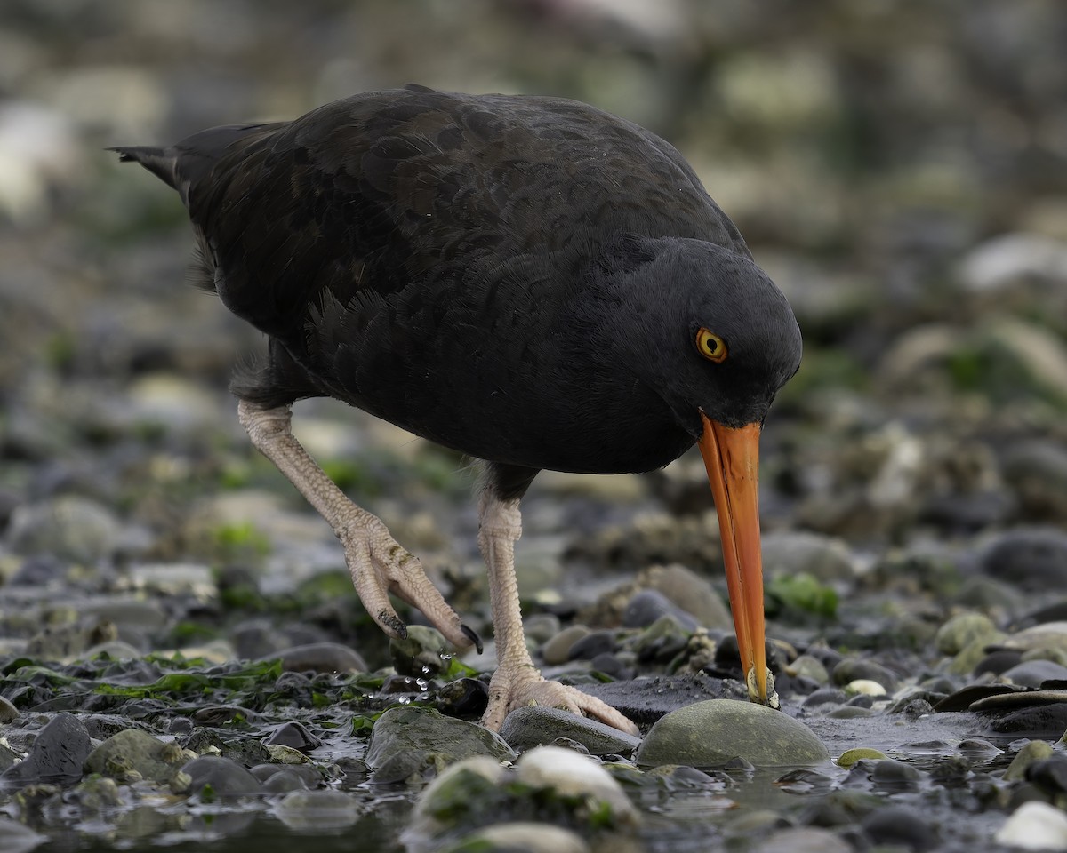 Ostrero Negro Norteamericano - ML643861883