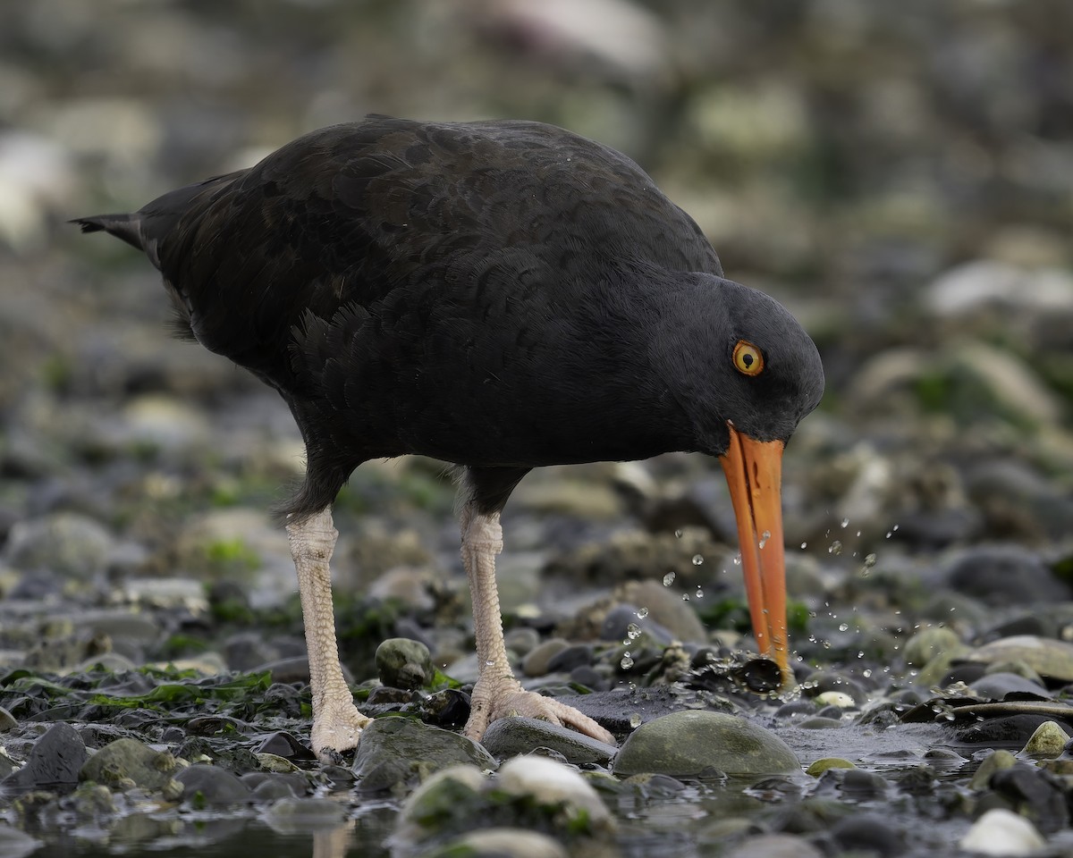 Ostrero Negro Norteamericano - ML643861884