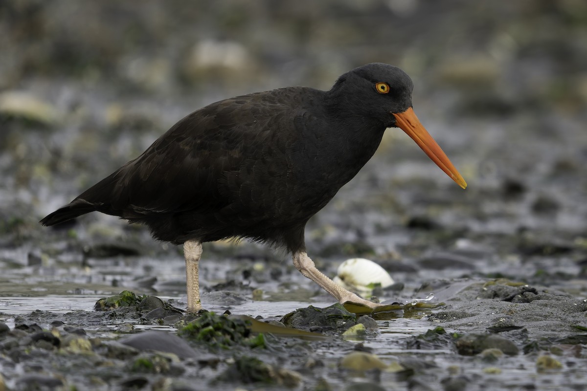 Ostrero Negro Norteamericano - ML643861885