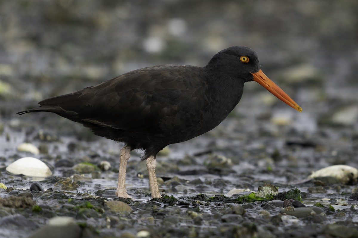 Ostrero Negro Norteamericano - ML643861886