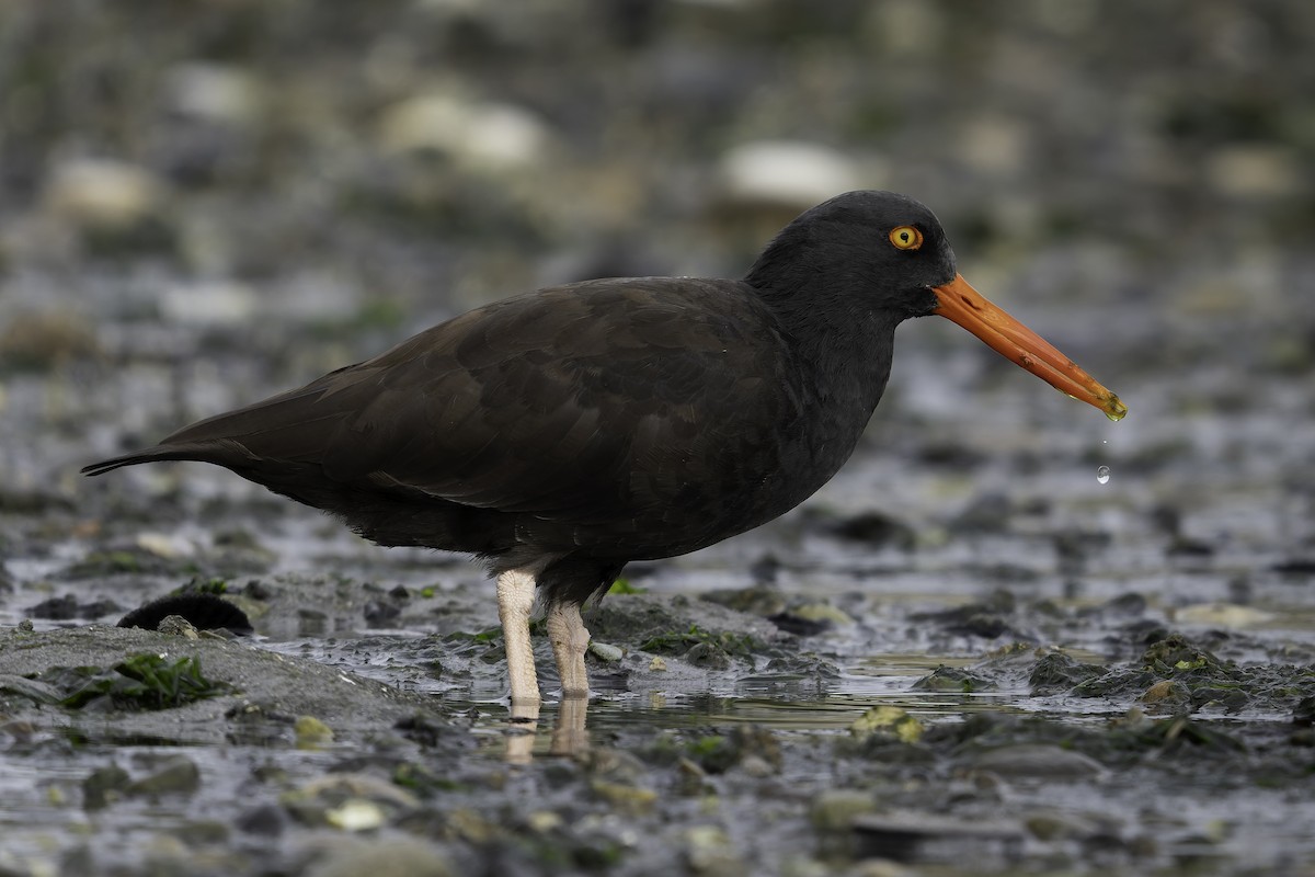 Ostrero Negro Norteamericano - ML643861887