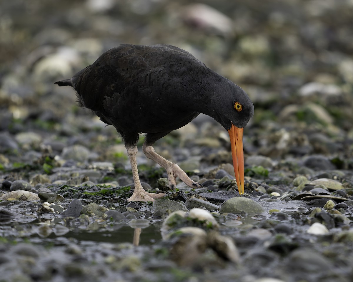 Ostrero Negro Norteamericano - ML643861888