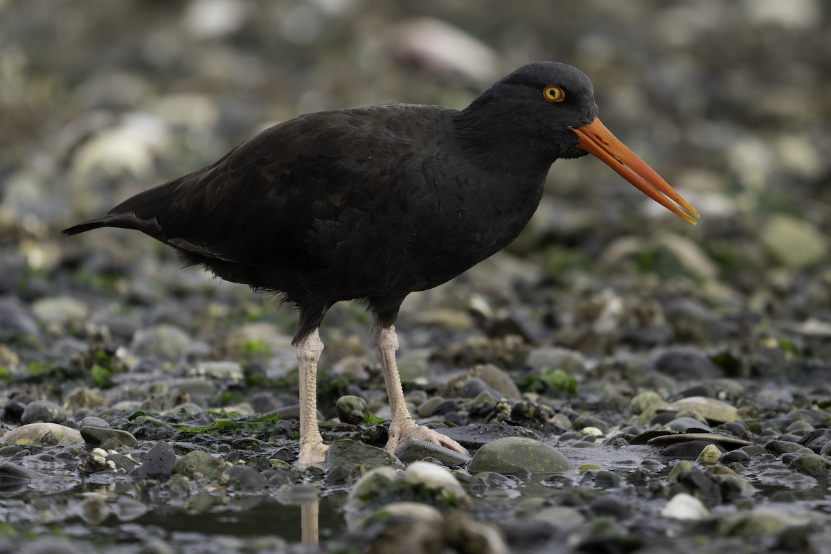 Ostrero Negro Norteamericano - ML643861889