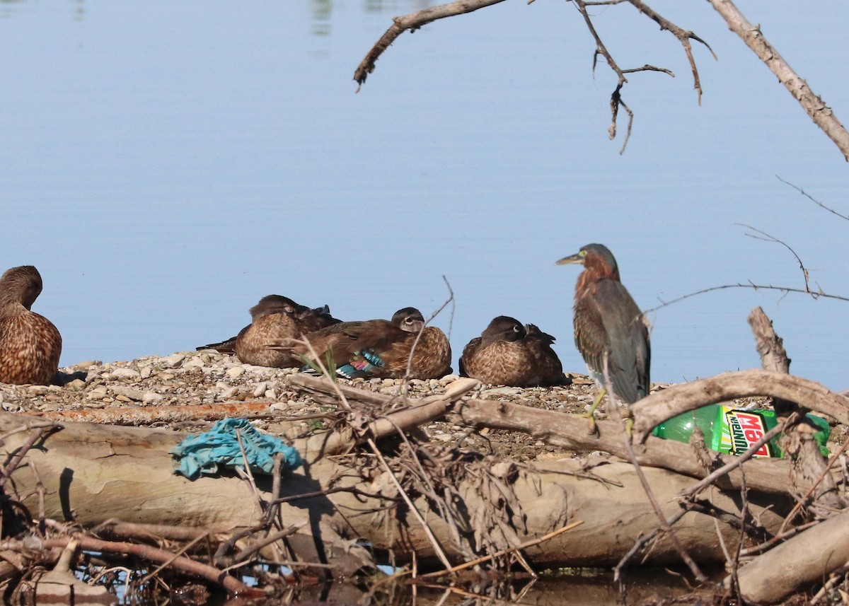 Каролинская утка - ML643861905