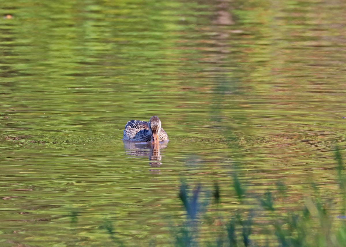 Широконоска - ML643861929