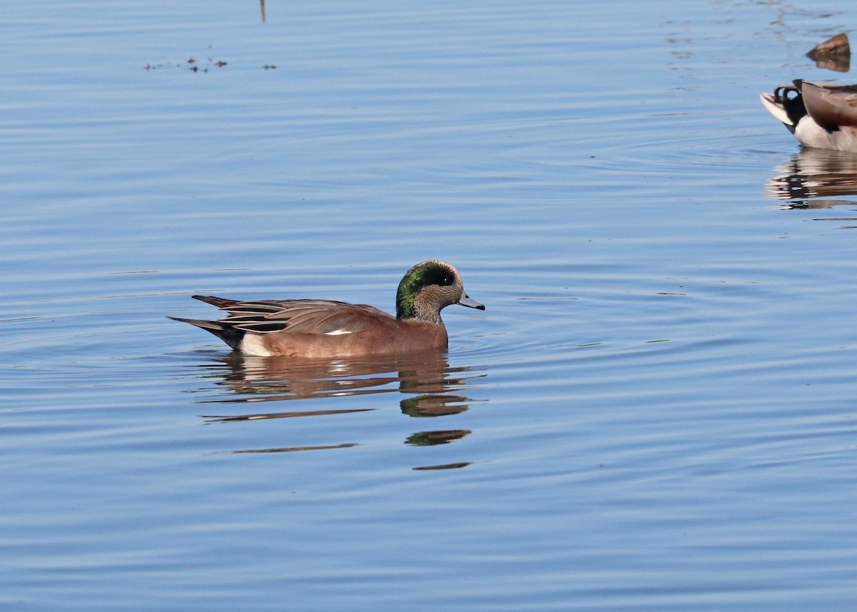 Американская свиязь - ML643861930