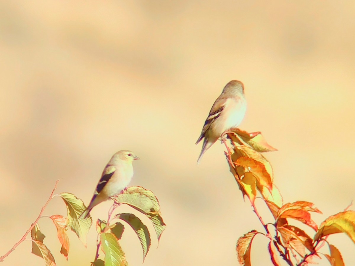 American Goldfinch - ML643861933
