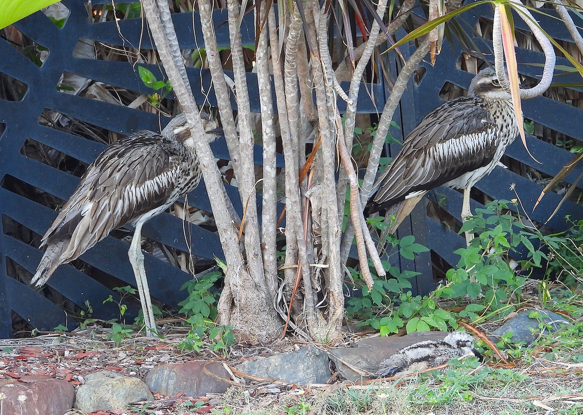 Bush Thick-knee - ML643861935