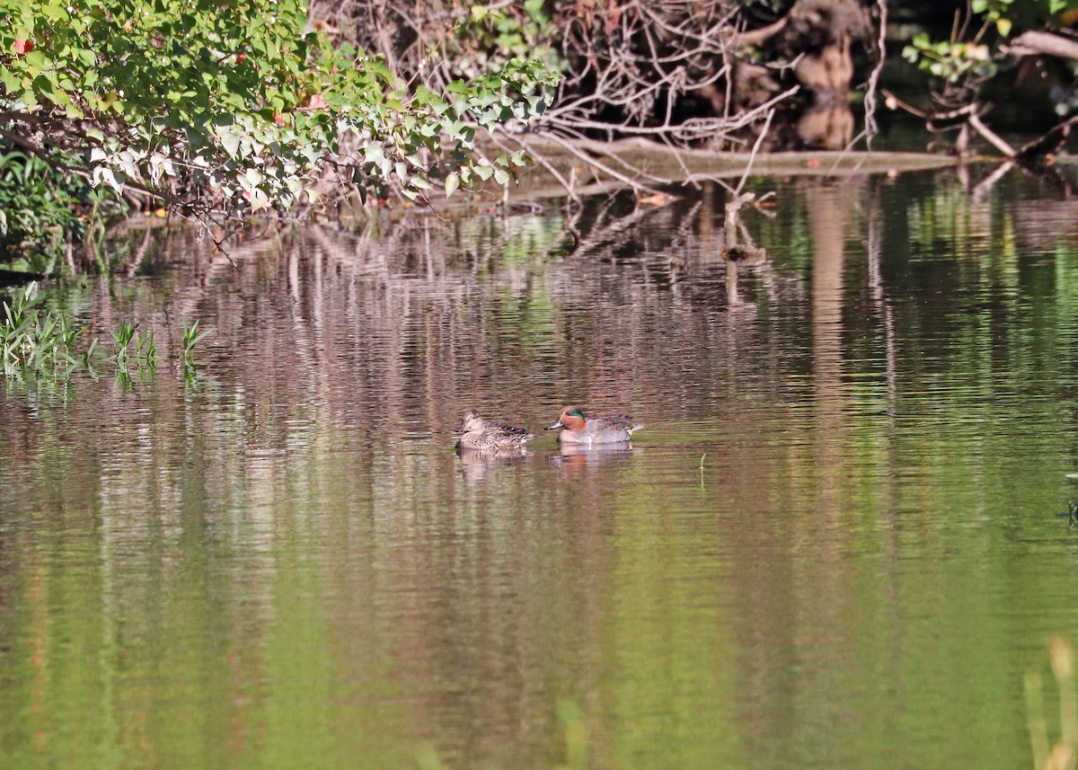 Чирок-свистунок (Американский) - ML643861936