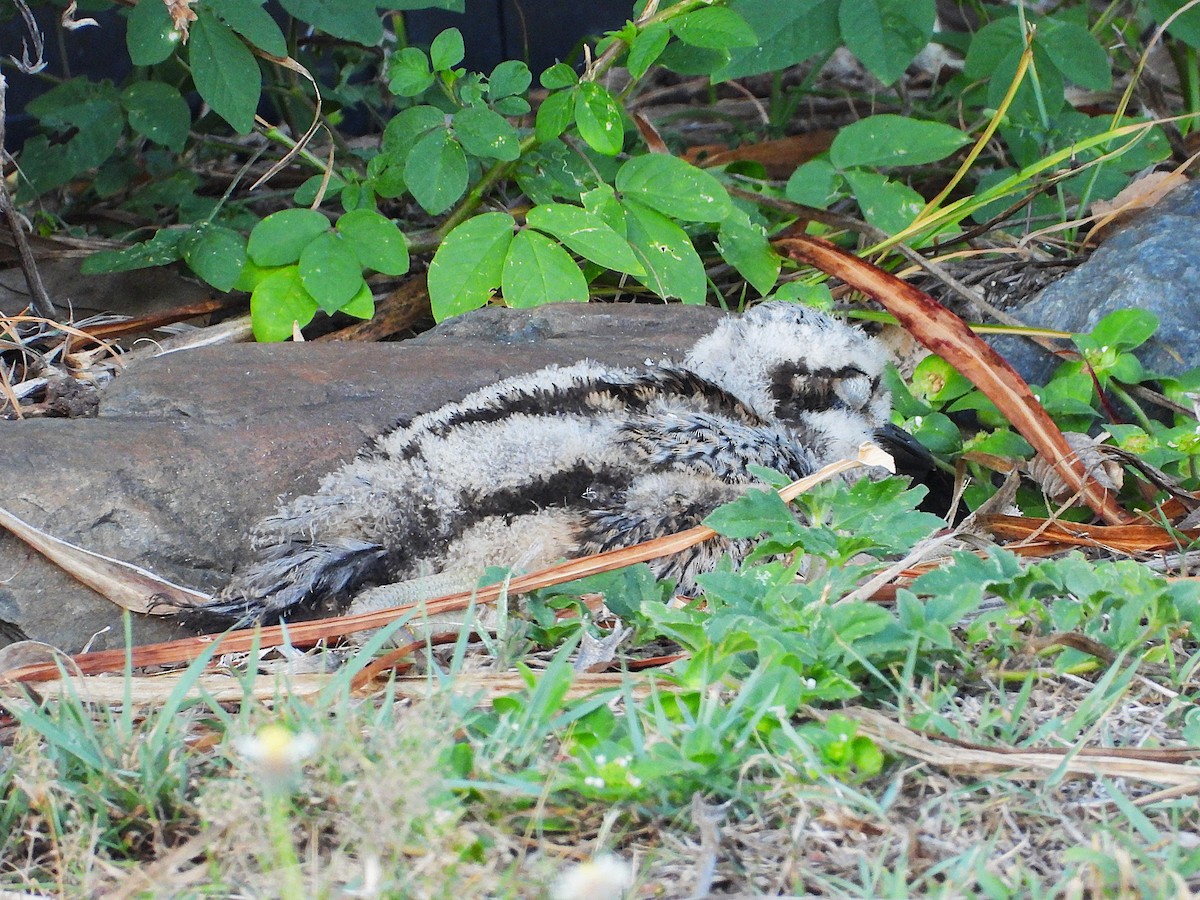 Bush Thick-knee - ML643861937