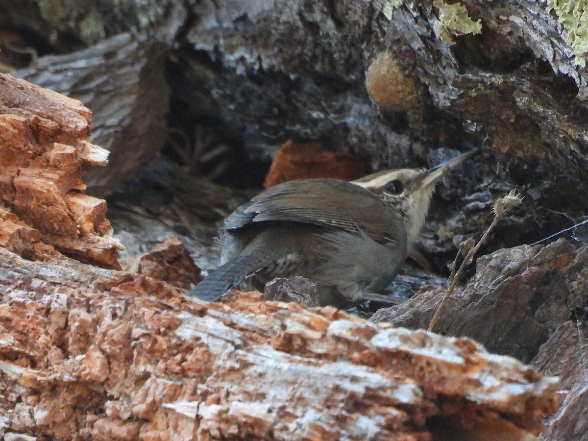 Troglodyte de Bewick - ML643861938
