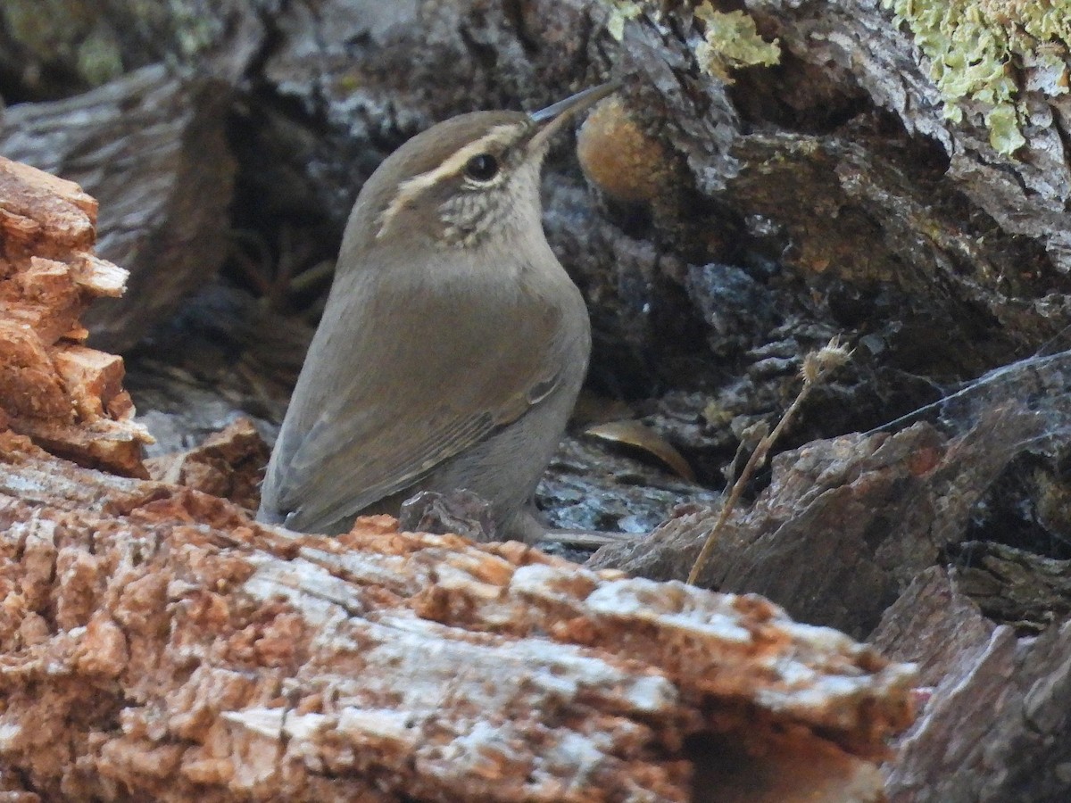 Troglodyte de Bewick - ML643861939