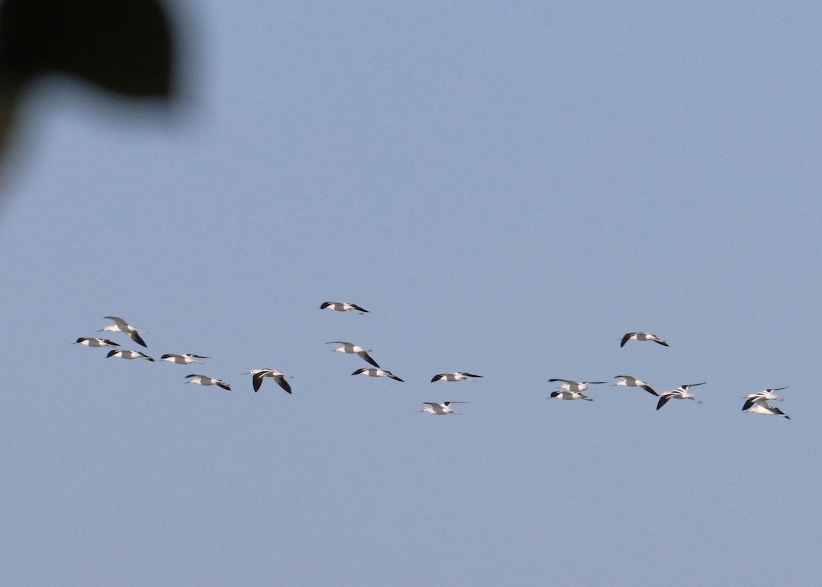 Американская шилоклювка - ML643861945