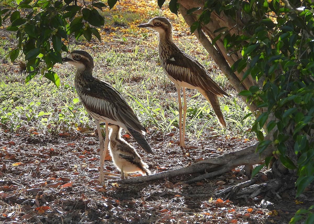 Bush Thick-knee - ML643861948