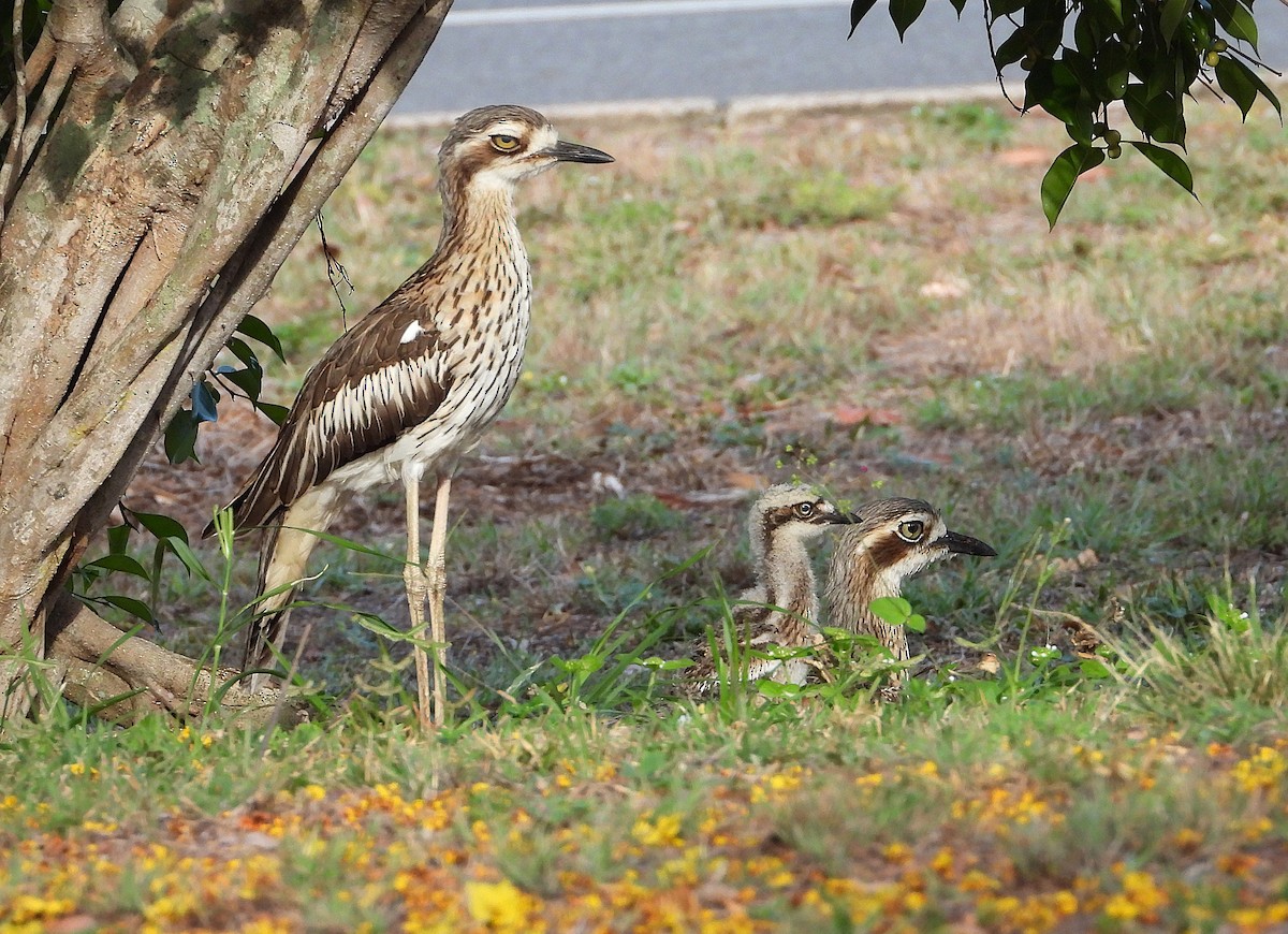 Bush Thick-knee - ML643861951
