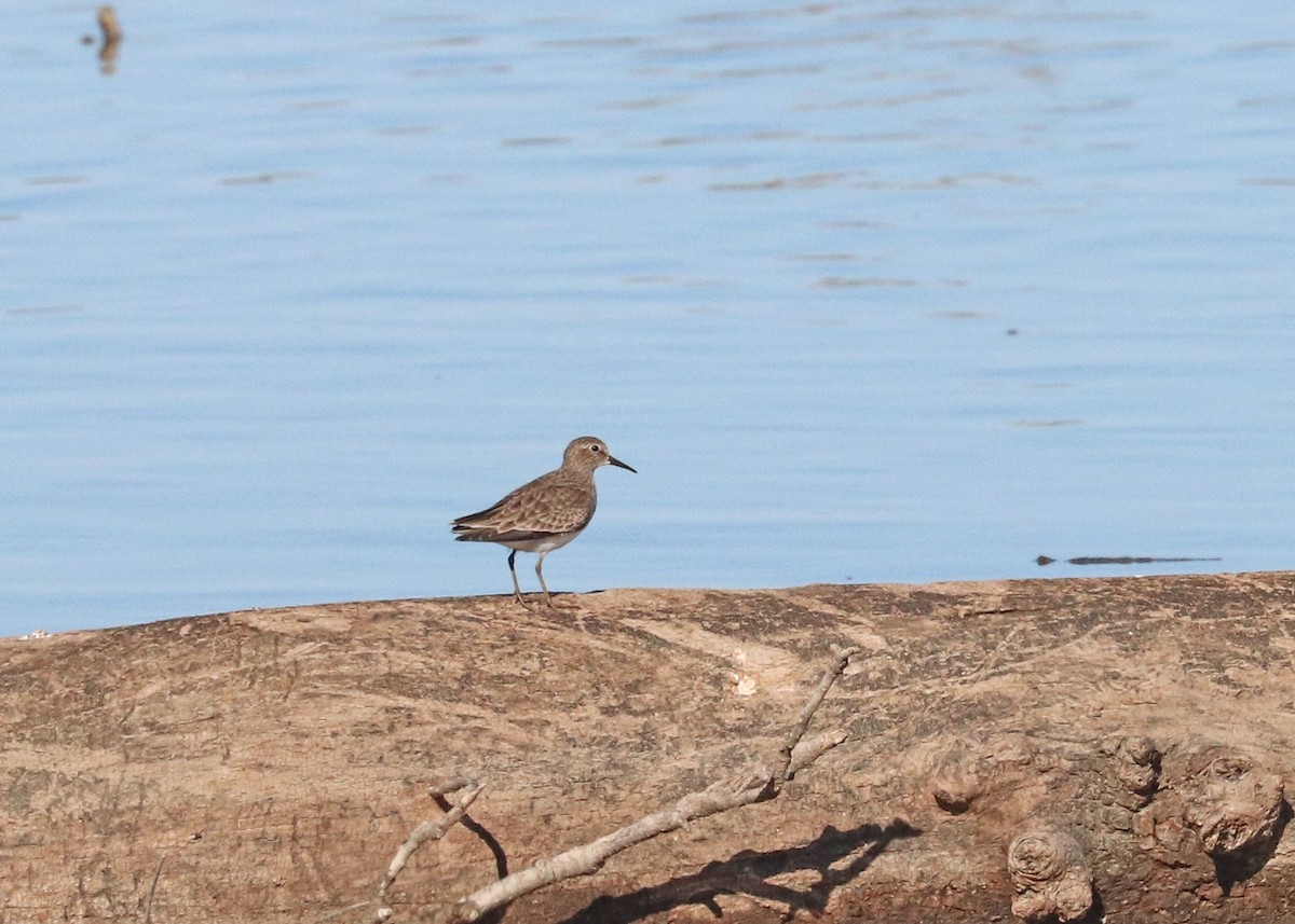 Песочник-крошка - ML643861953