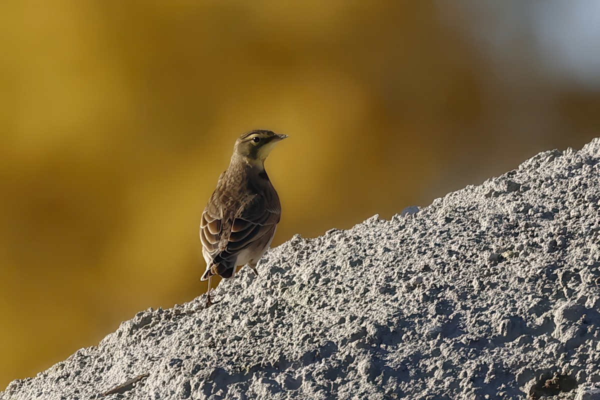 Horned Lark - ML643861955