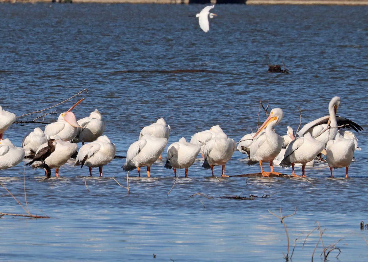 Пеликан-носорог - ML643861965