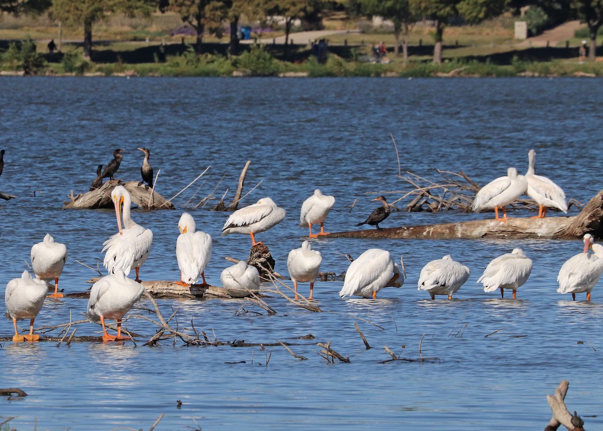 Пеликан-носорог - ML643861966
