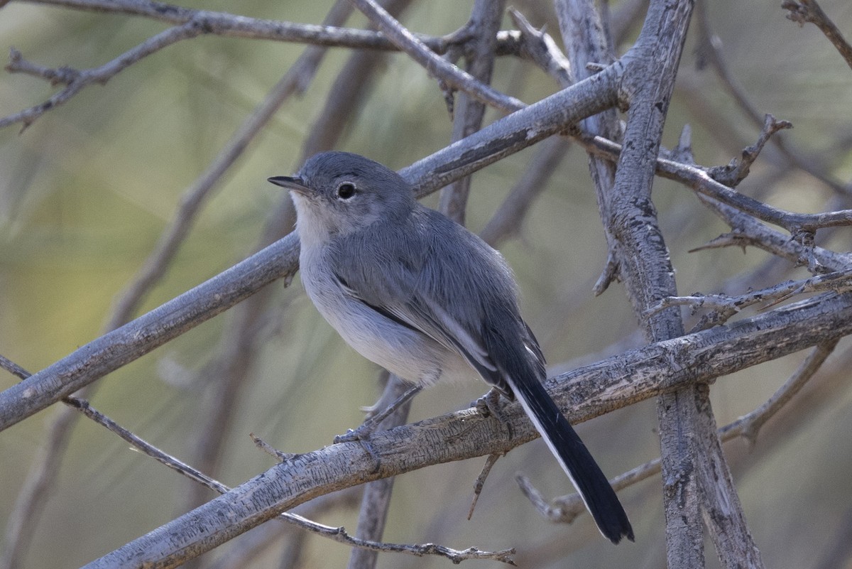 Black-tailed Gnatcatcher - ML643861968