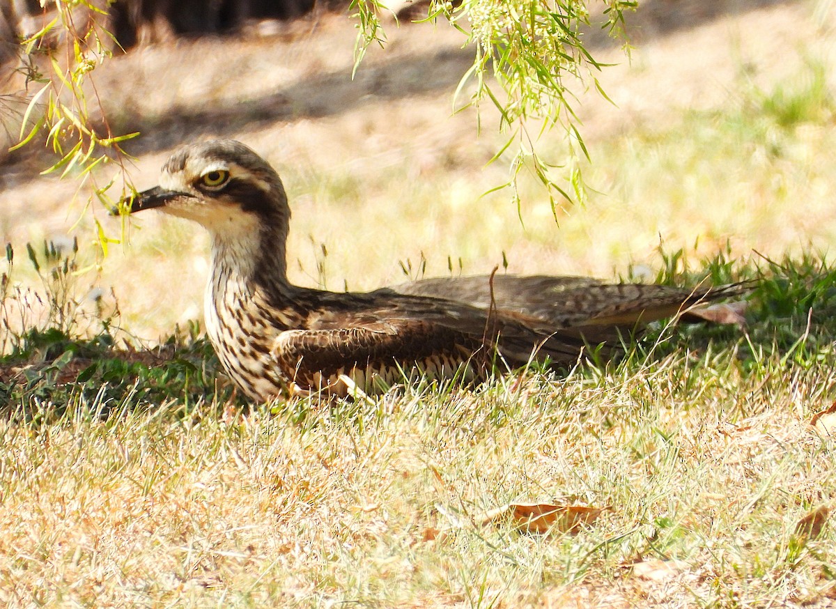 Bush Thick-knee - ML643861971
