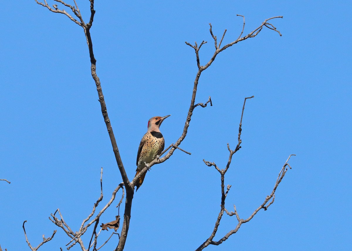 Шилоклювый дятел (auratus/luteus) - ML643861972