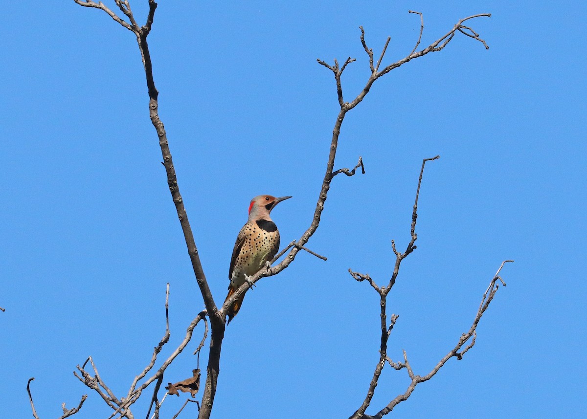 Шилоклювый дятел (auratus/luteus) - ML643861973