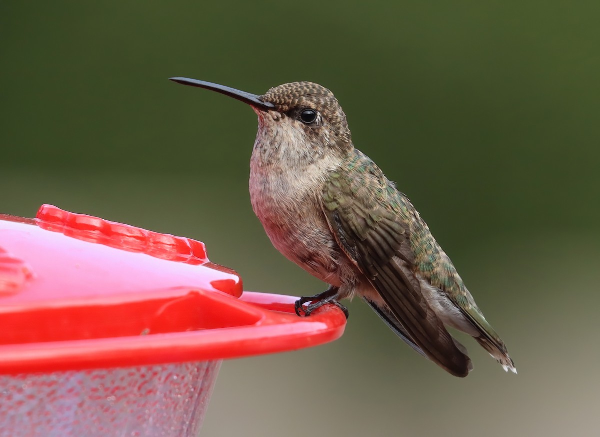 Black-chinned Hummingbird - ML643861976