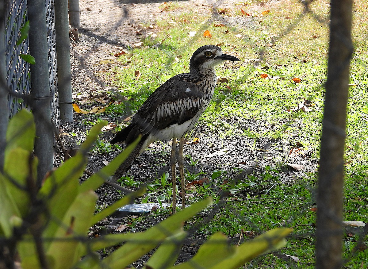 Bush Thick-knee - ML643861977