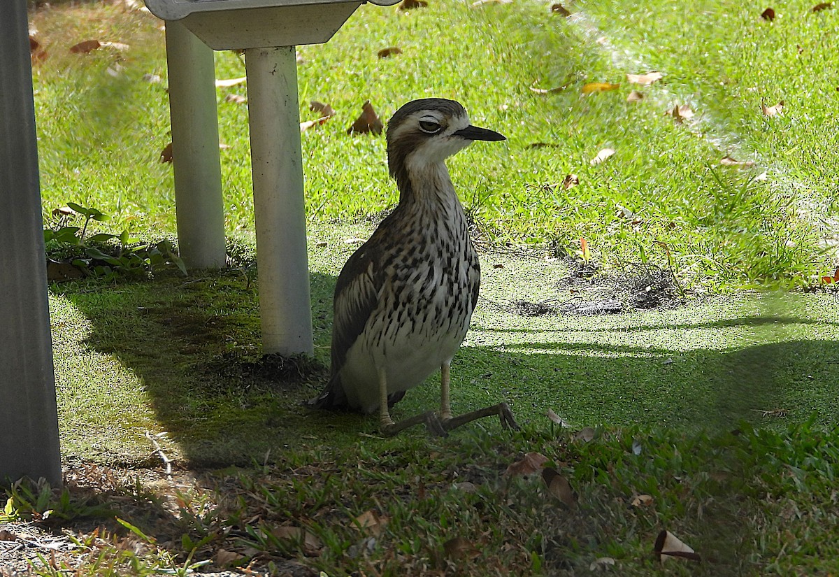 Bush Thick-knee - ML643861978