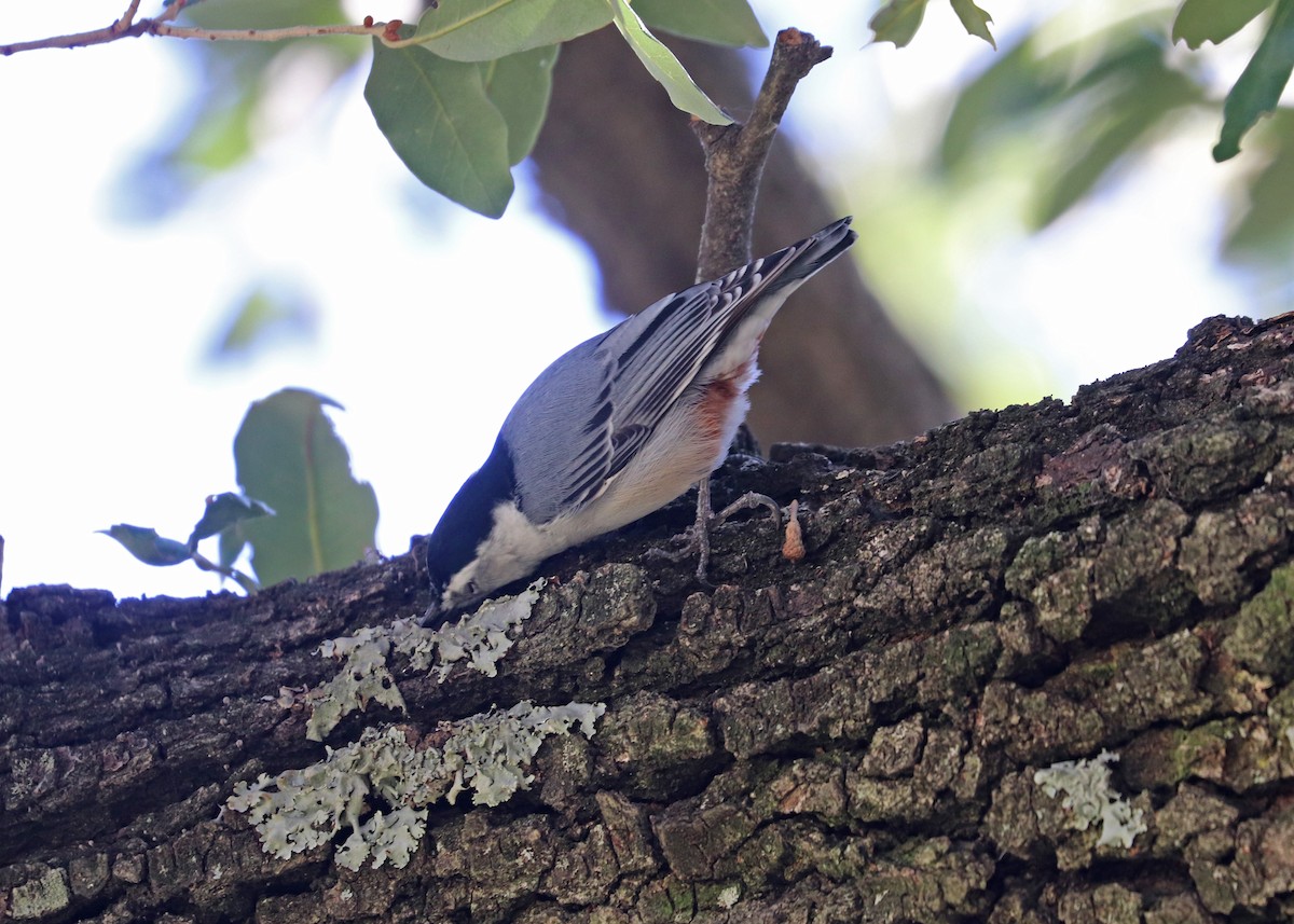 Каролинский поползень - ML643861979
