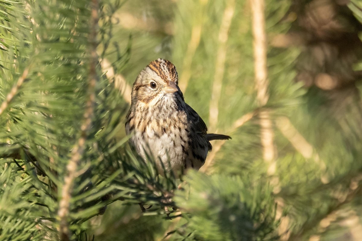 Lincoln's Sparrow - ML643861982