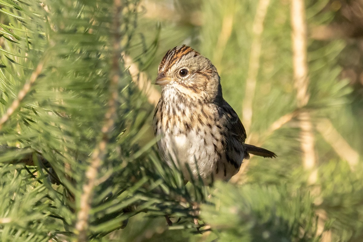 Lincoln's Sparrow - ML643861983