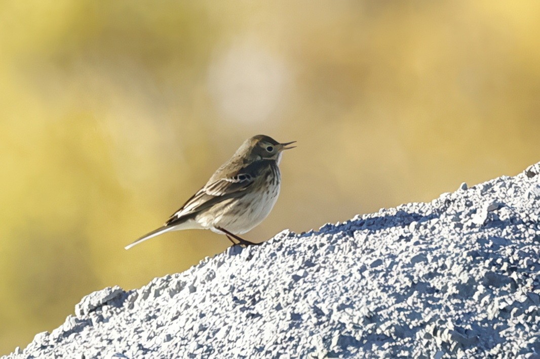 American Pipit - ML643861984