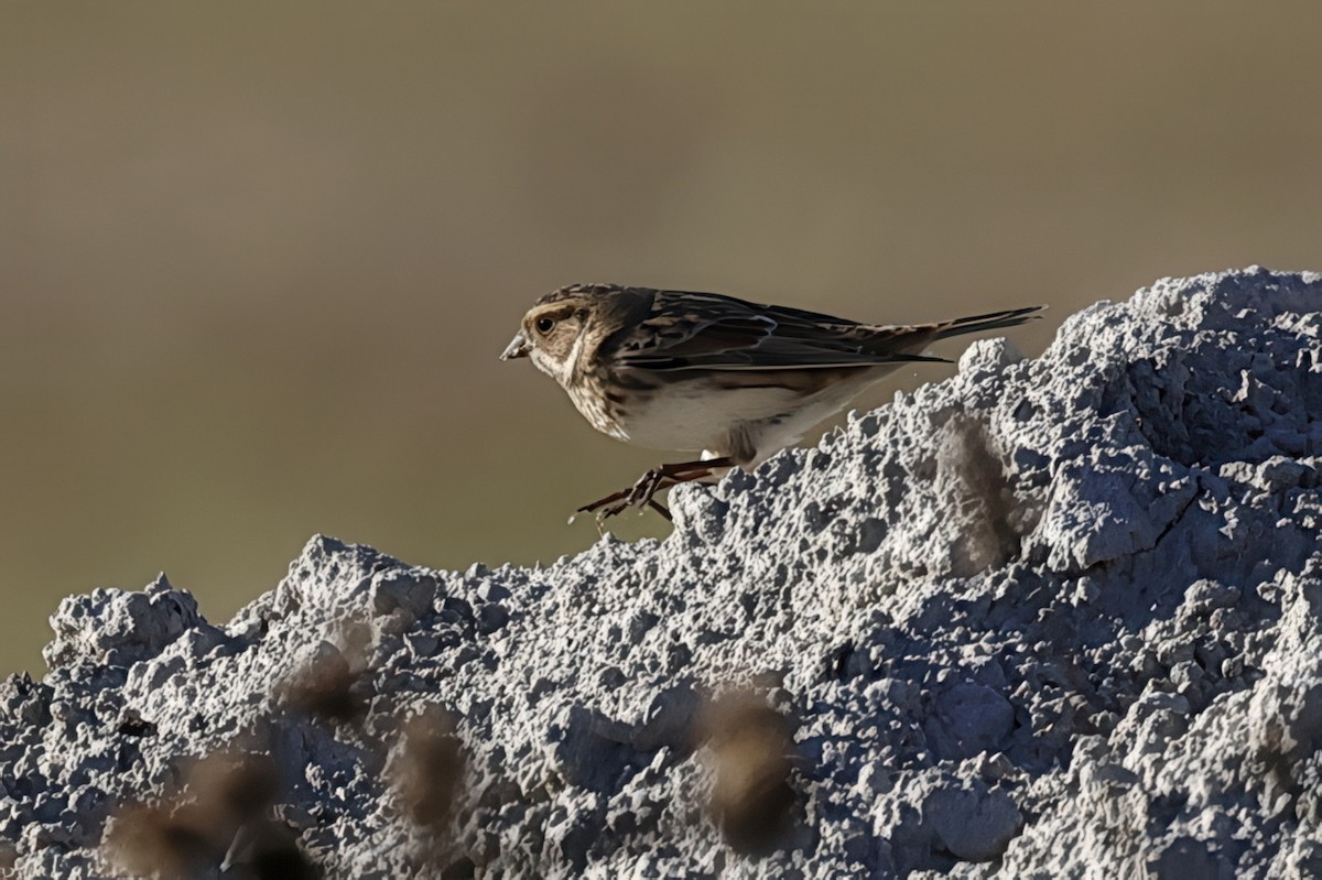 Lapland Longspur - ML643861985