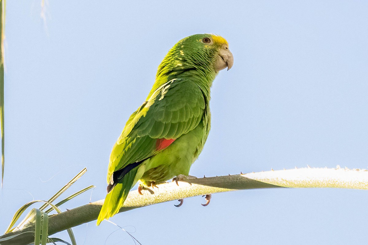 キガシラボウシインコ - ML643862001