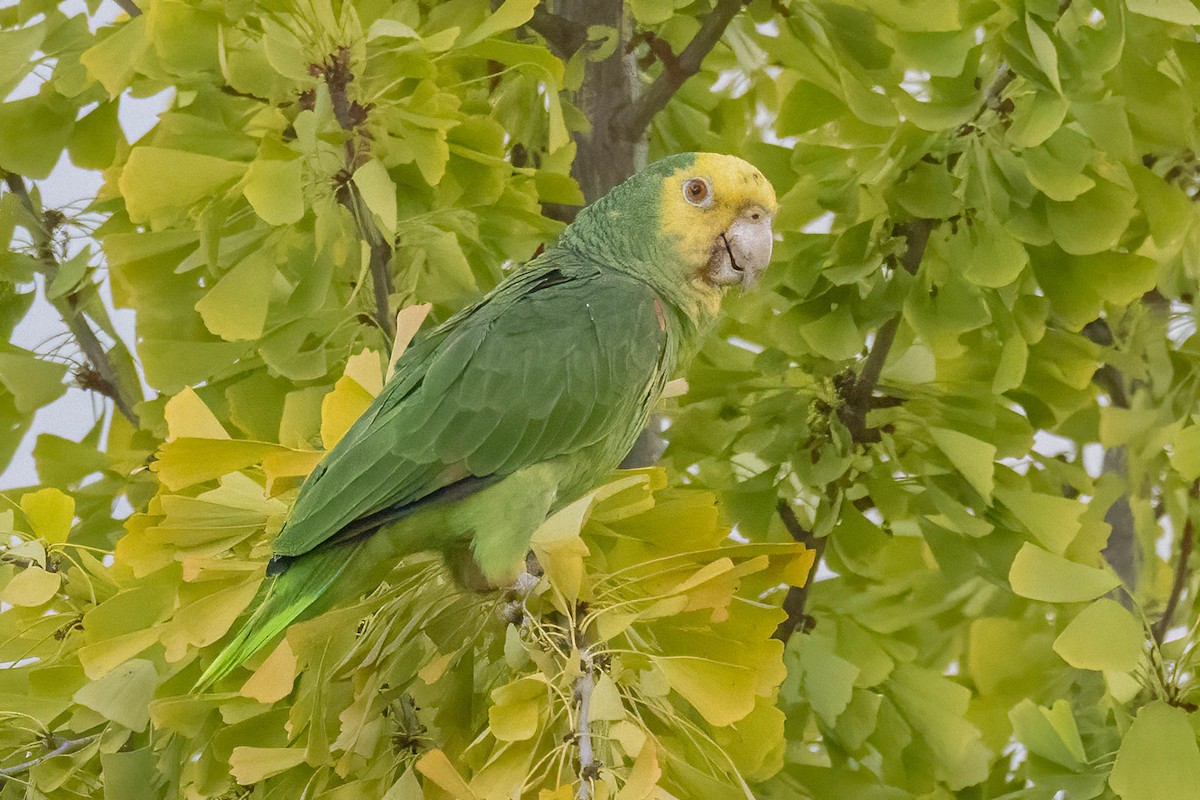 キガシラボウシインコ - ML643862002