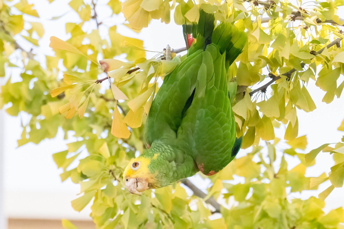 キガシラボウシインコ - ML643862003