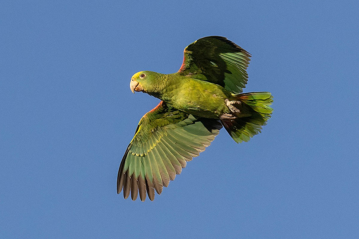 キガシラボウシインコ - ML643862004