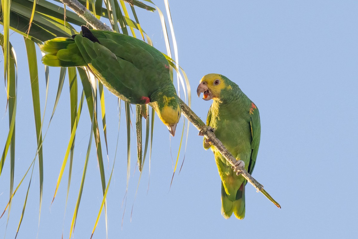 キガシラボウシインコ - ML643862005