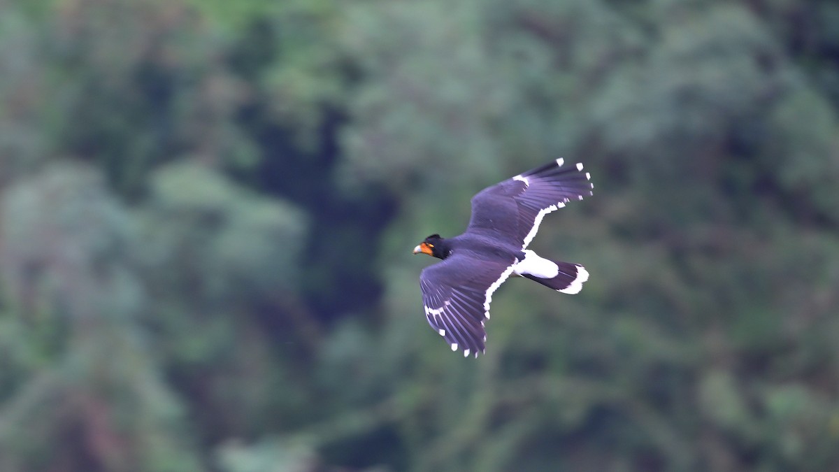Carunculated Caracara - ML643862054