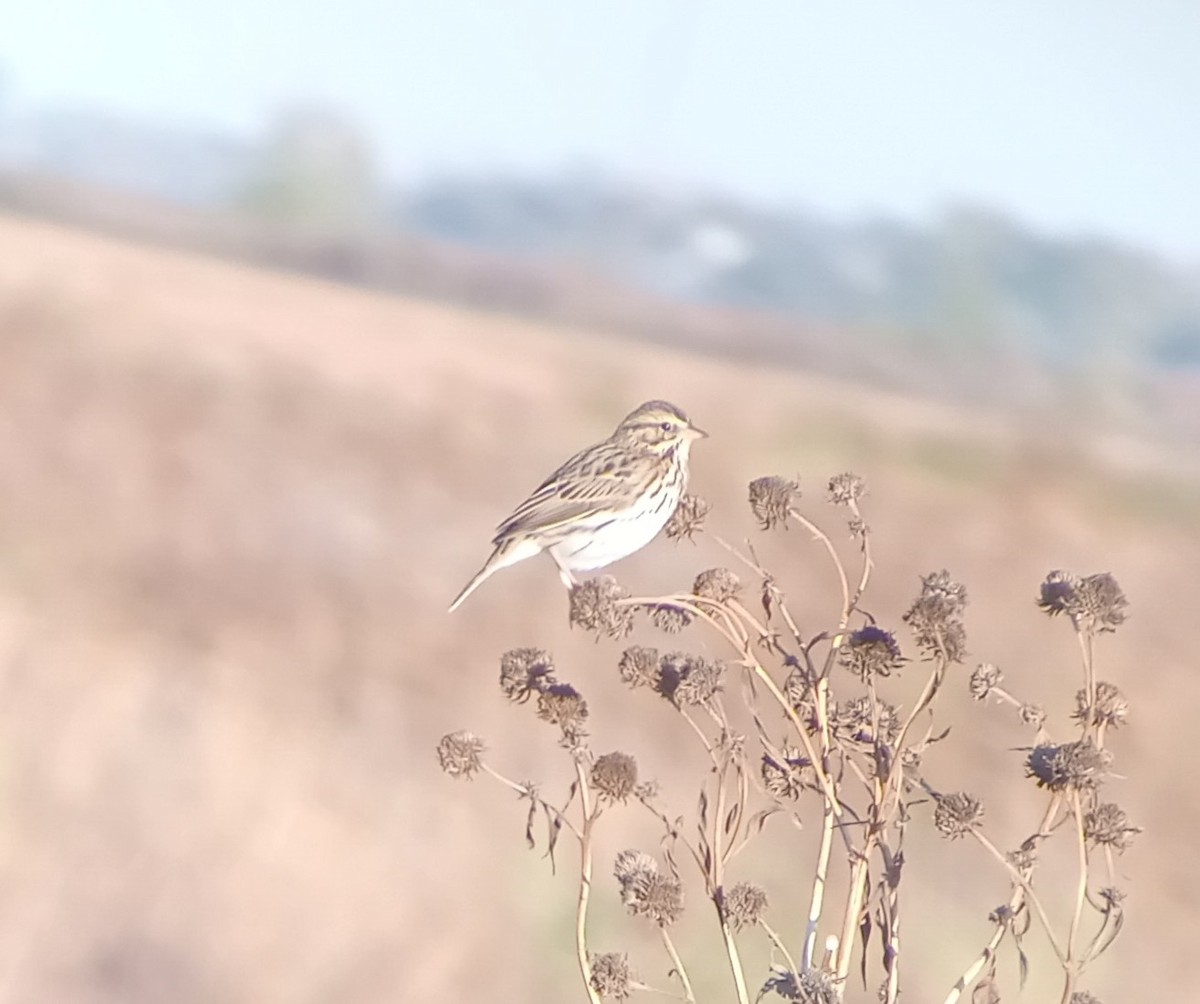 strnadec luční - ML643862060