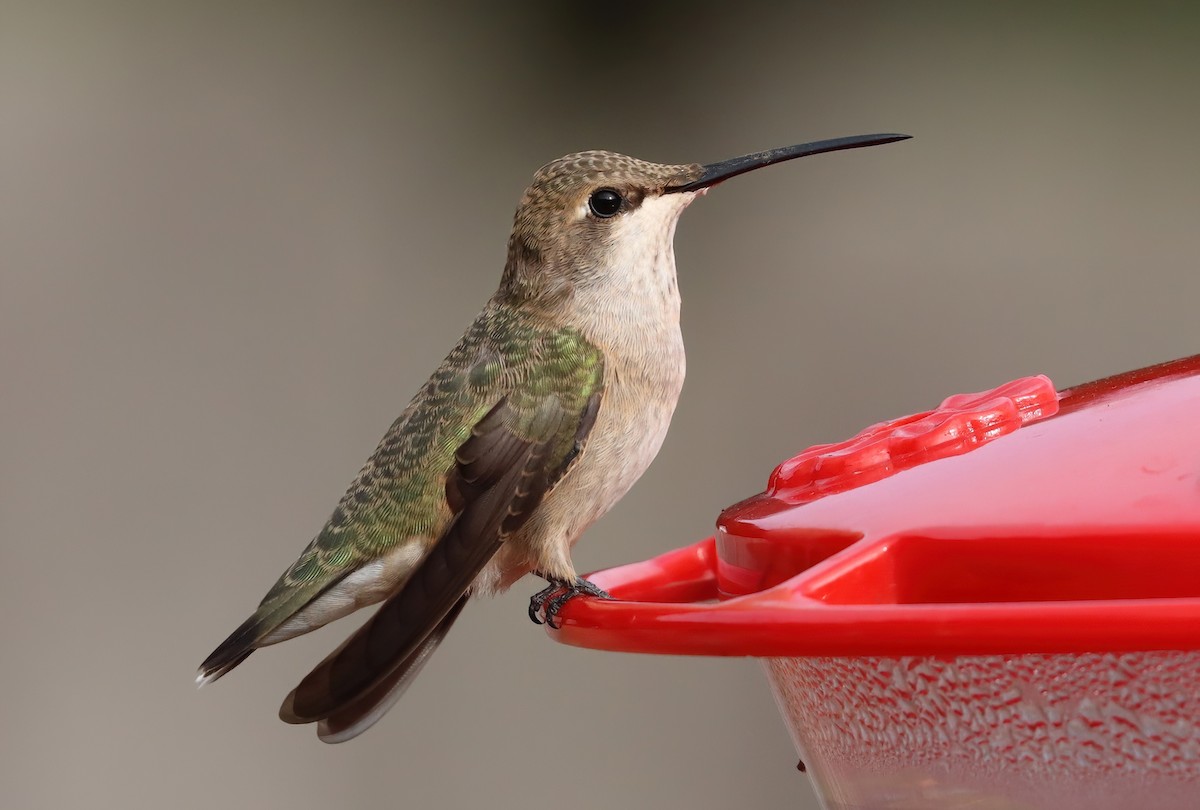 Black-chinned Hummingbird - ML643862061