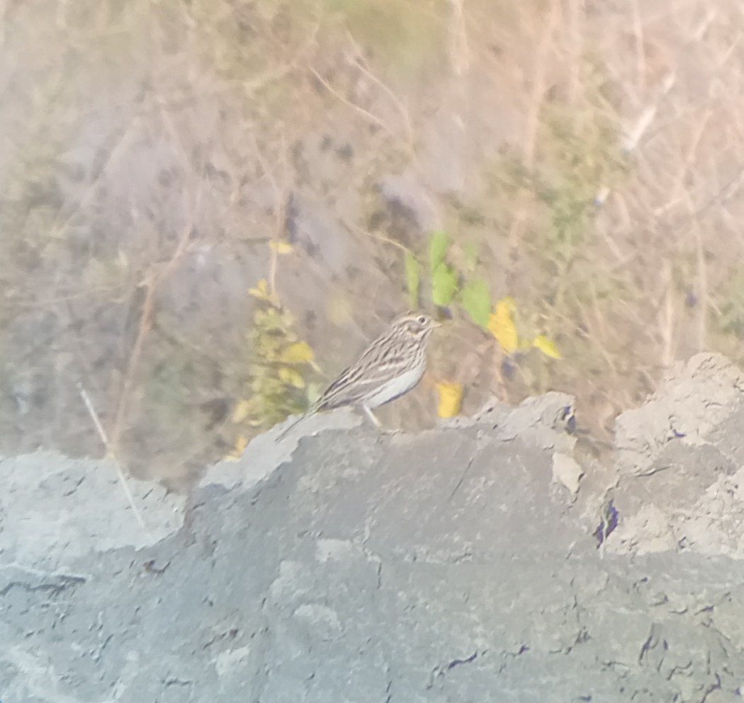 Vesper Sparrow - ML643862068