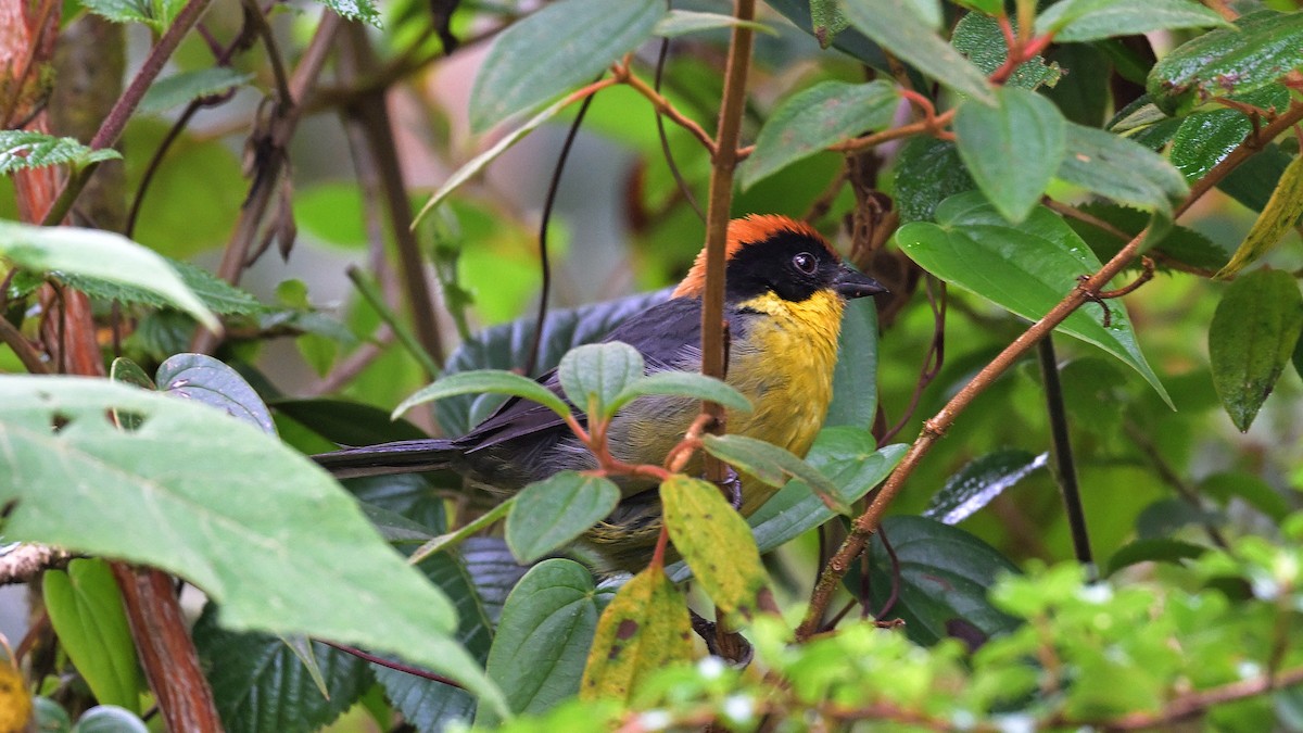 Yellow-breasted Brushfinch - ML643862086