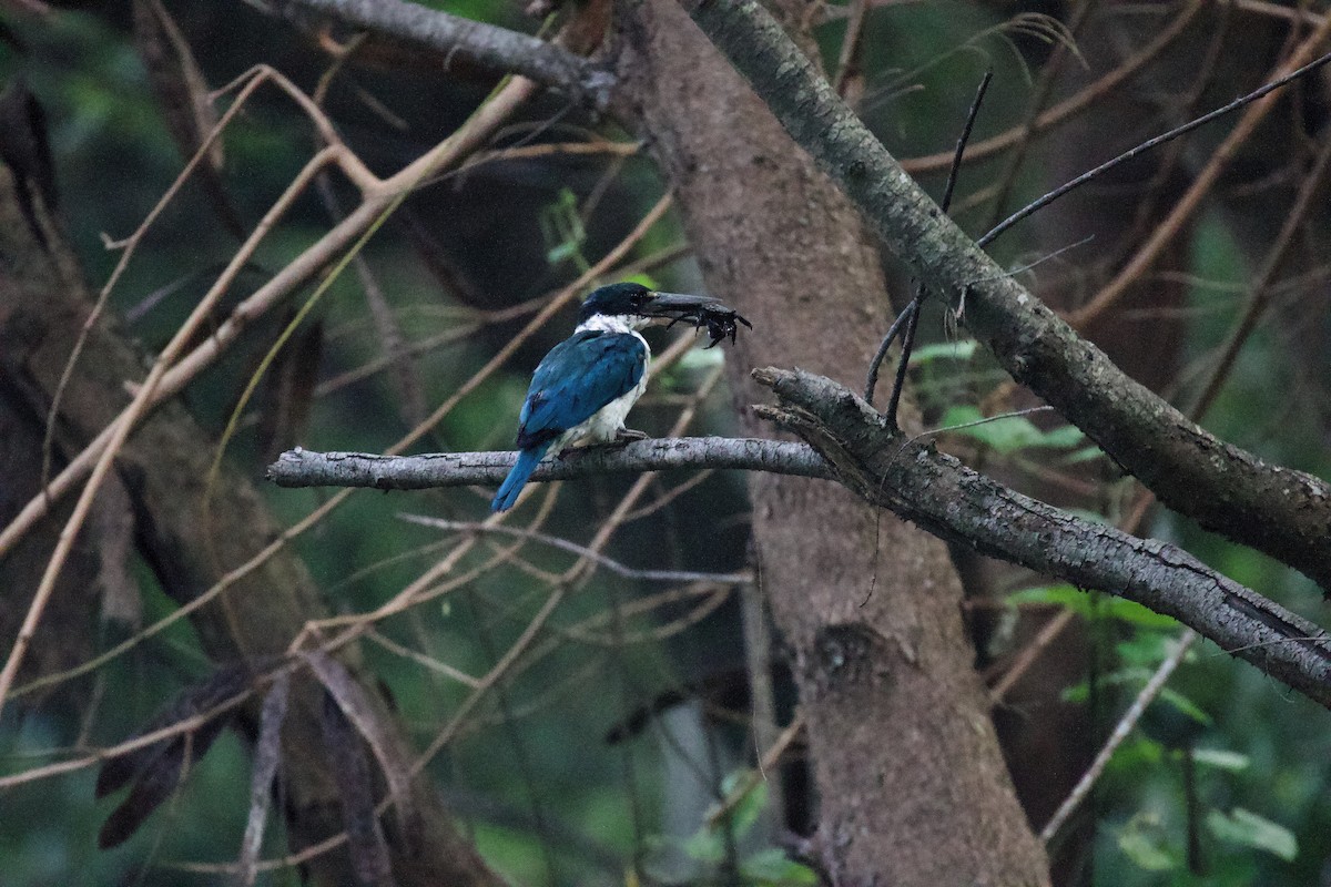 Collared Kingfisher - ML643862103