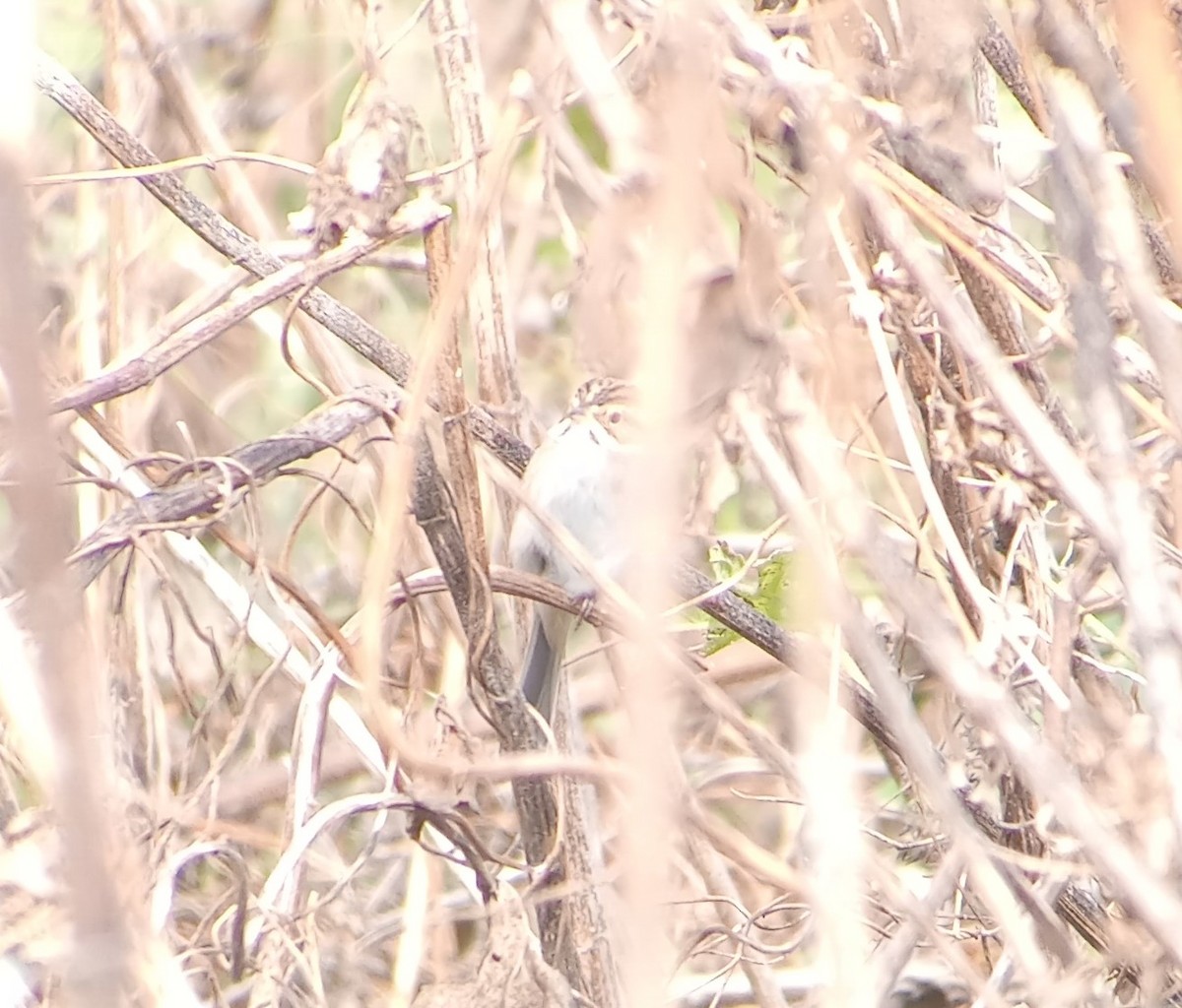 Clay-colored Sparrow - ML643862106