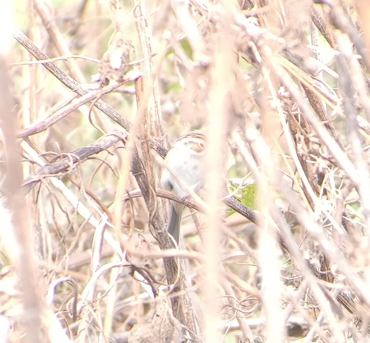 Clay-colored Sparrow - ML643862108