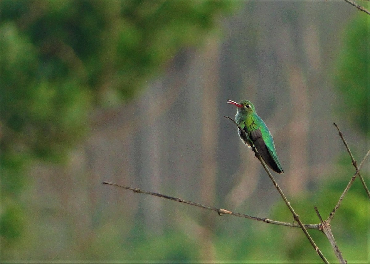 Зелёнохвостый колибри - ML64386211