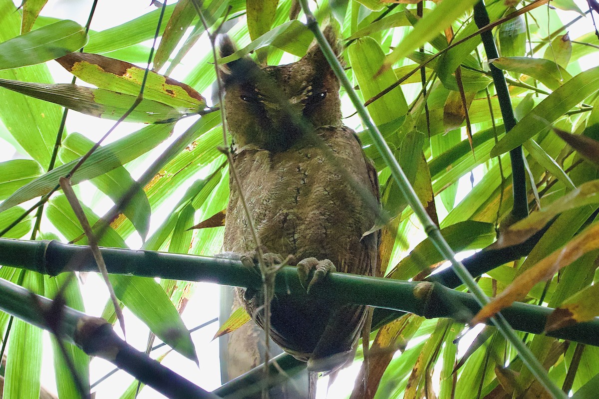 Philippine Scops-Owl - ML643862115
